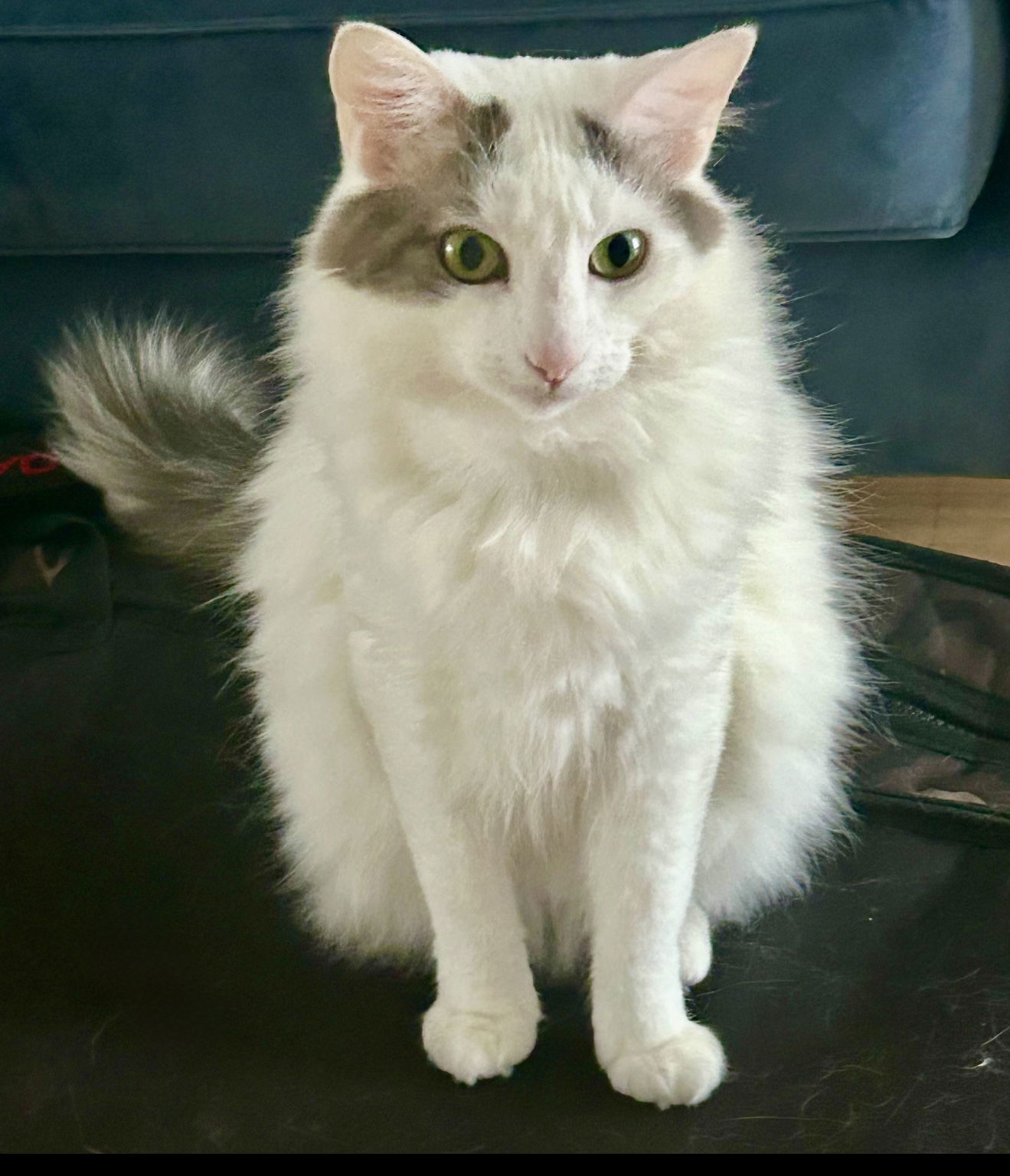 Credenza (a Tripod) *