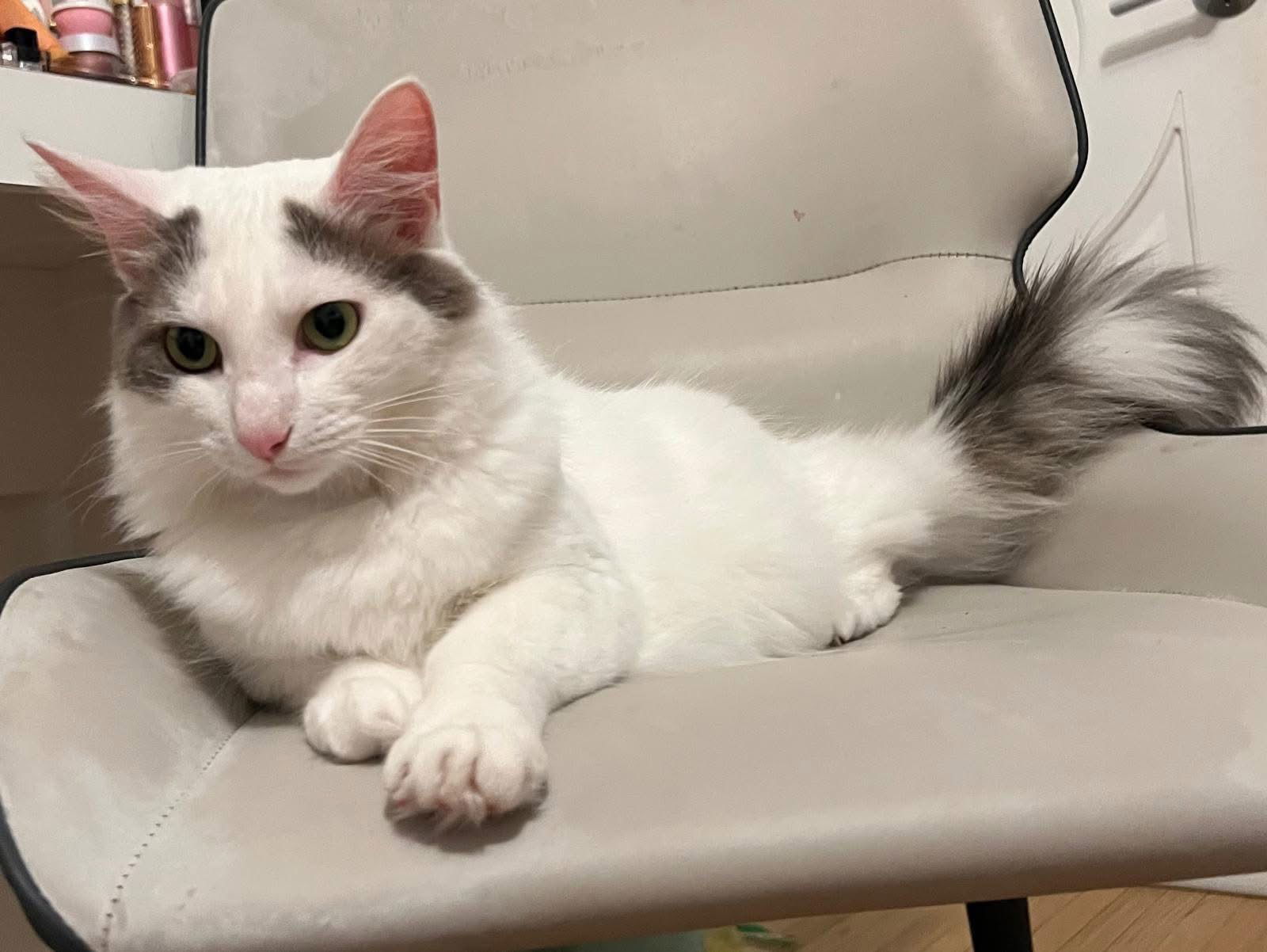 Credenza (a Tripod) *