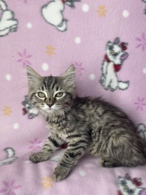 Sylvie, Young Female unknown
