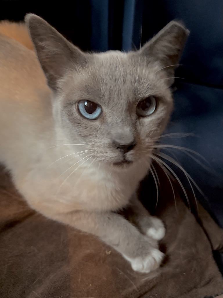 Judy Blue Eyes