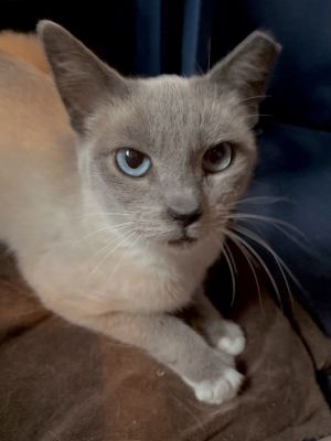 Judy Blue Eyes, Young Female unknown