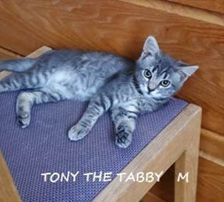 Tony