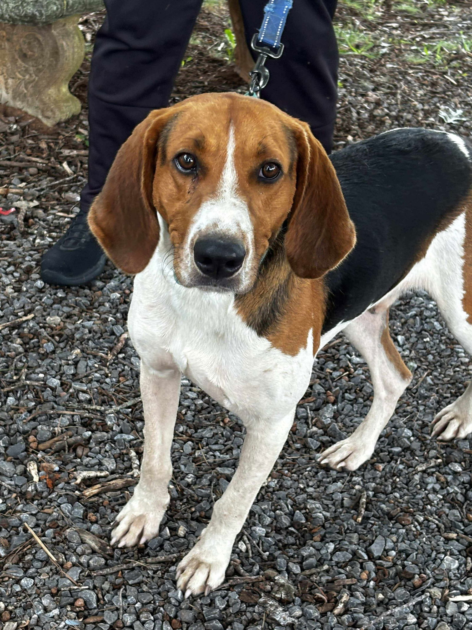 Hank: At shelter