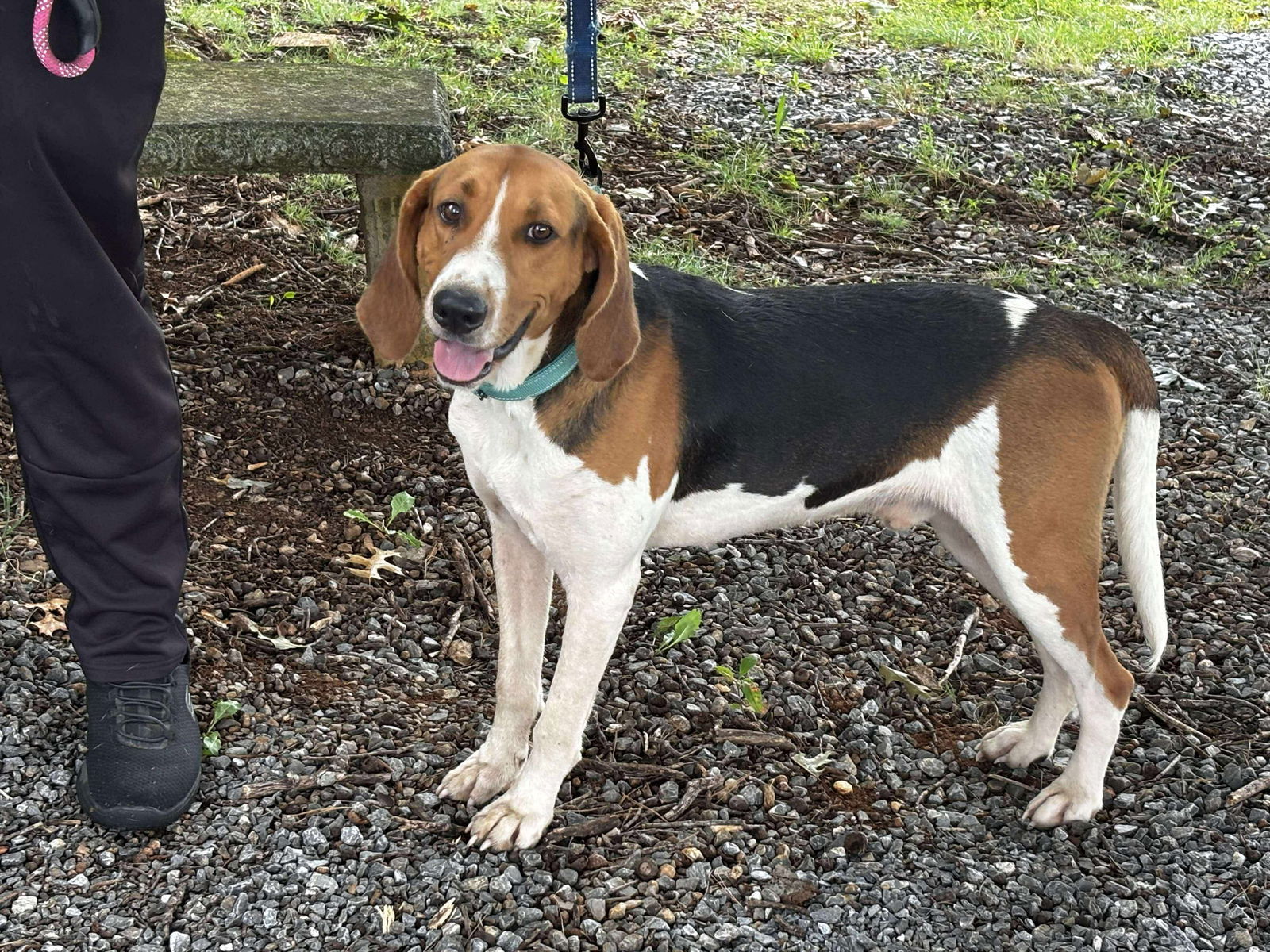 Hank: At shelter