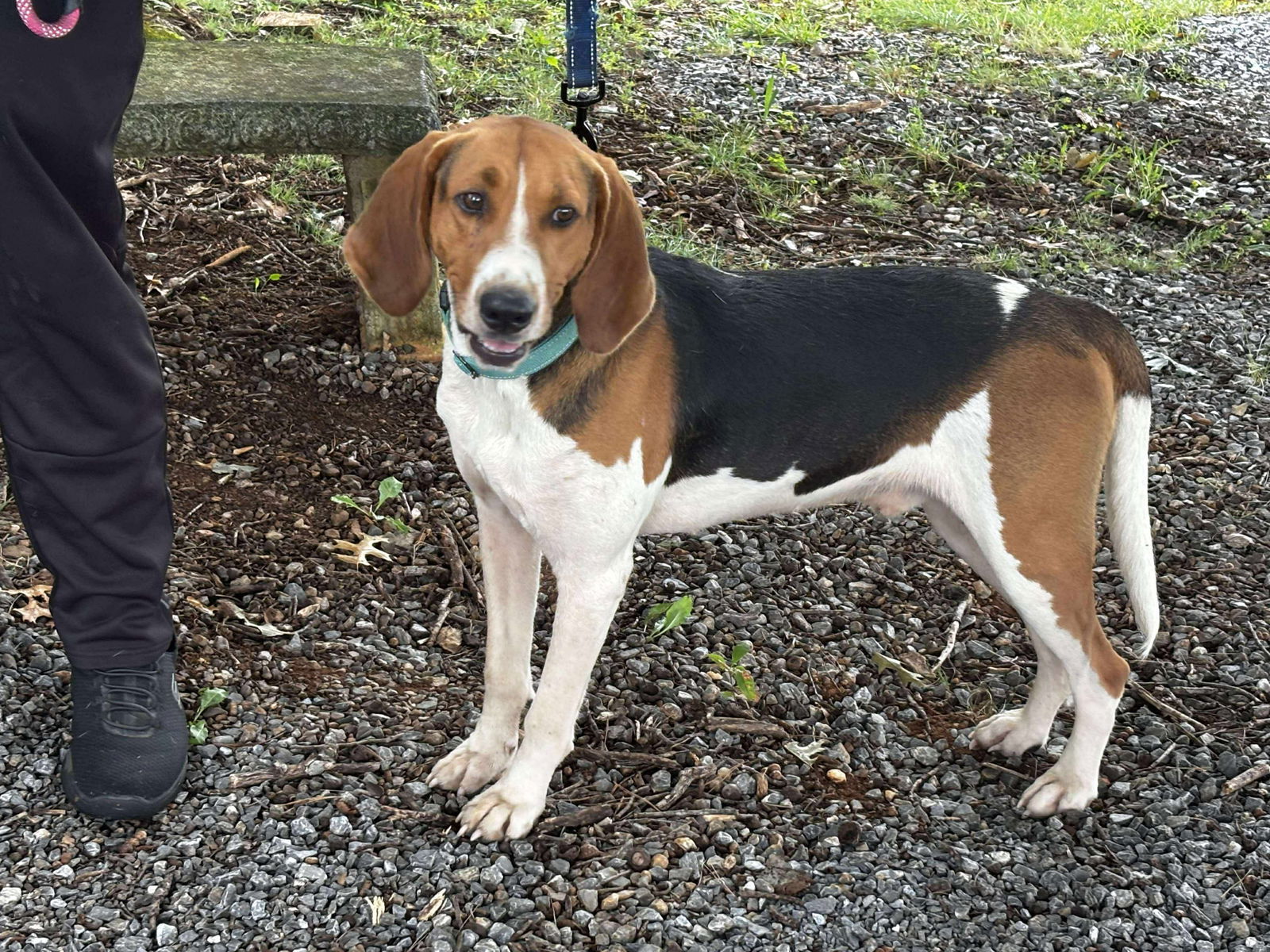 Hank: At shelter