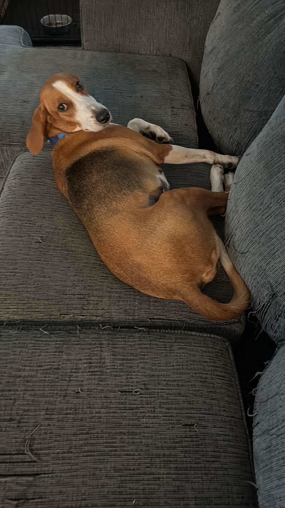 Cecelia