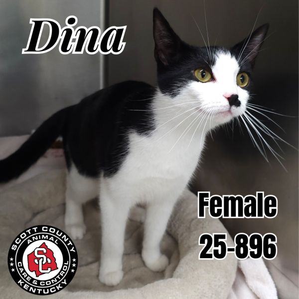 Dina