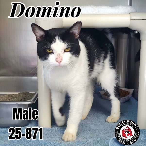 Domino