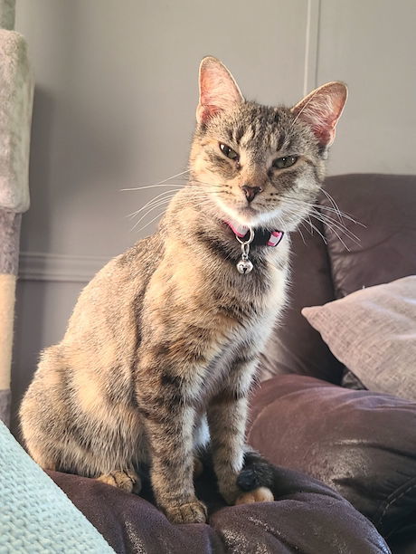 Missy and her kittens