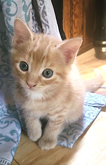 Missy and her kittens