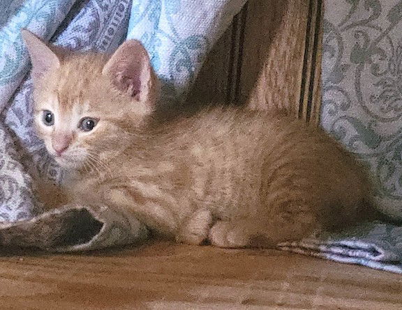 Missy and her kittens