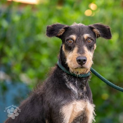 Hana, an adoptable Airedale Terrier, Mixed Breed in Honolulu, HI, 96826 | Photo Image 1