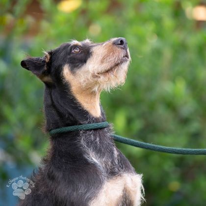 Hana, an adoptable Airedale Terrier, Mixed Breed in Honolulu, HI, 96826 | Photo Image 2