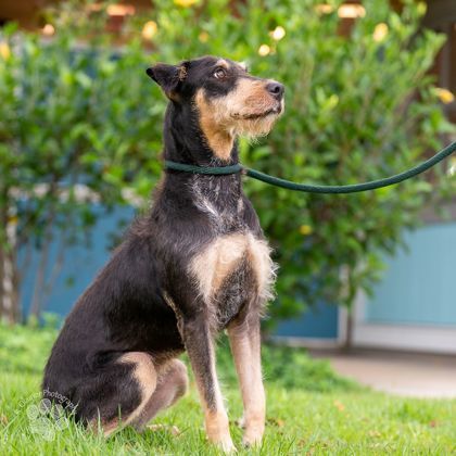 Hana, an adoptable Airedale Terrier, Mixed Breed in Honolulu, HI, 96826 | Photo Image 3