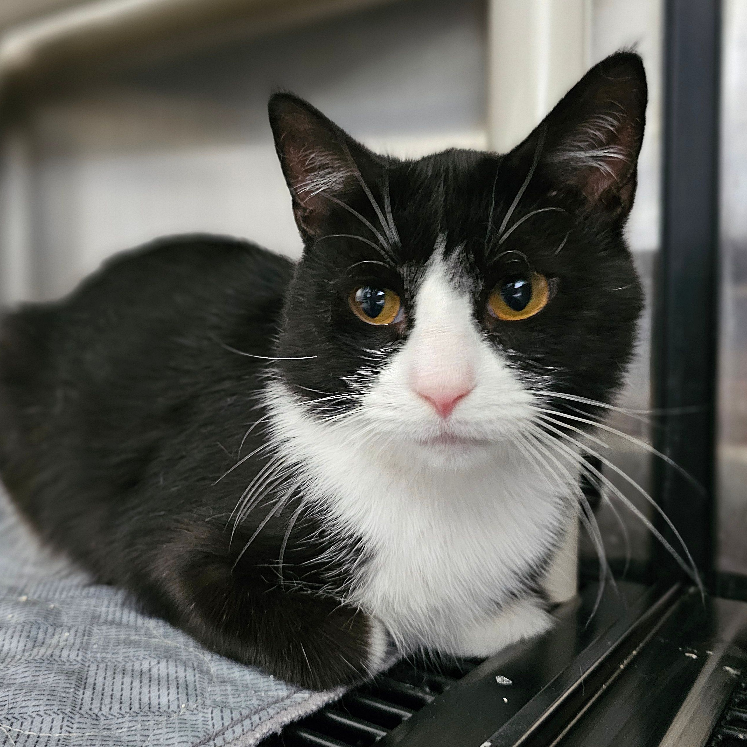 Mittens 5582C