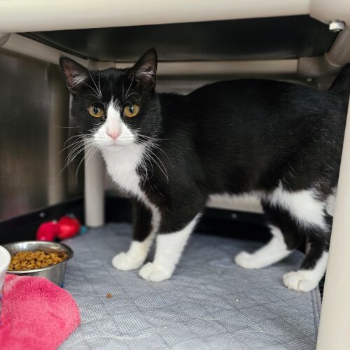Mittens 5582C