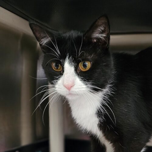 Mittens 5582C