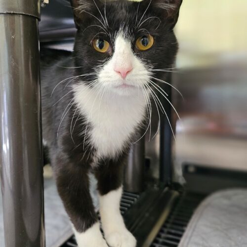 Mittens 5582C