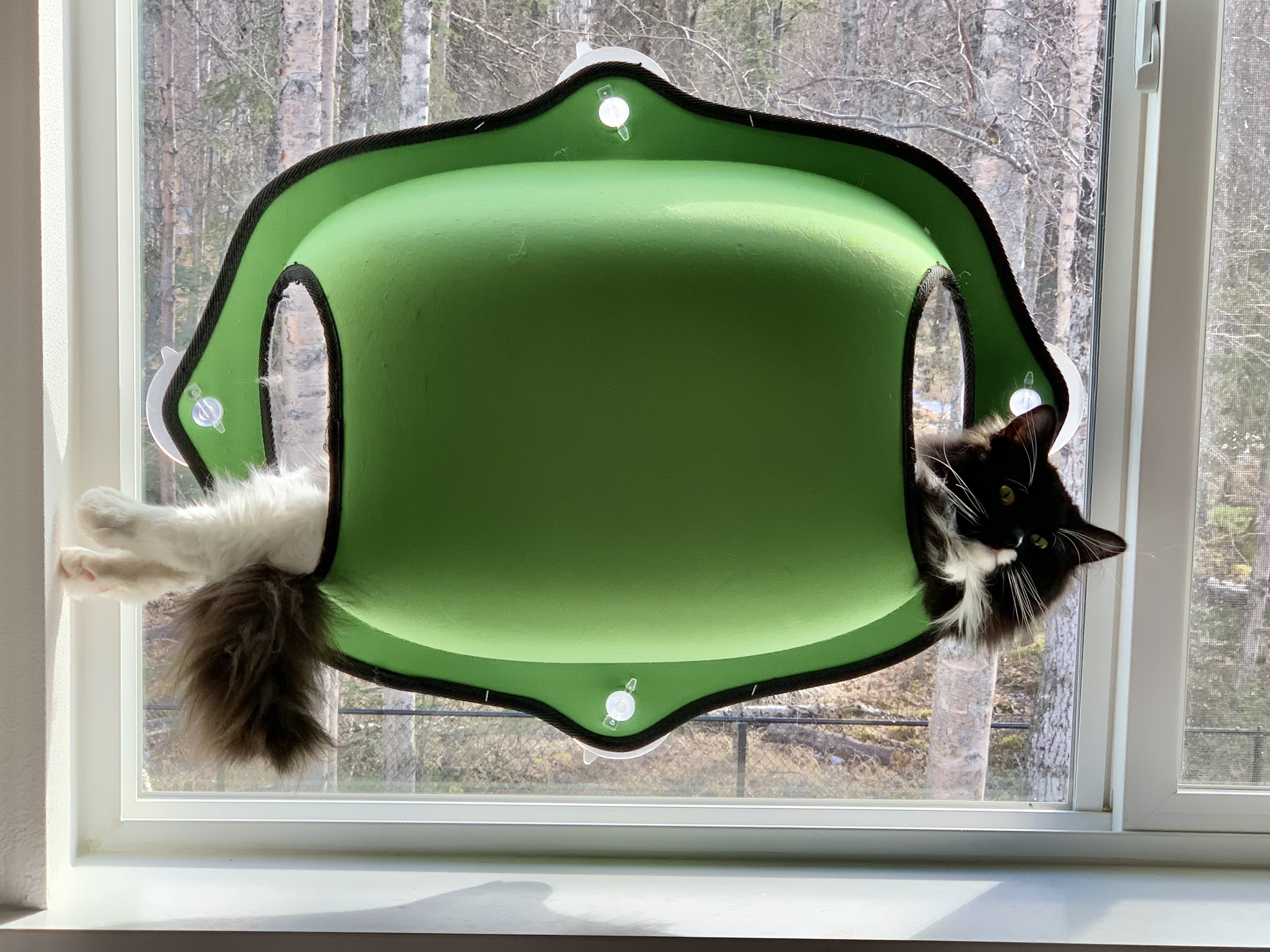 Minolta, an adoptable Domestic Long Hair in Wasilla, AK, 99654 | Photo Image 1