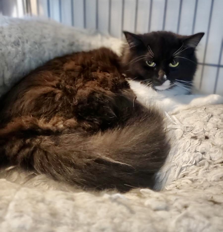 Minolta, an adoptable Domestic Long Hair in Wasilla, AK, 99654 | Photo Image 2