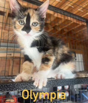 Olympia, Baby Female unknown