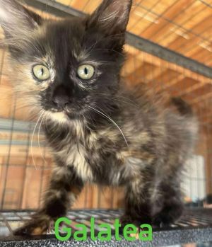 Galatea, Baby Female unknown