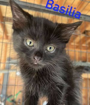 Basilia, Baby Female unknown