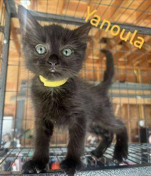 Yanoula, Baby Female unknown