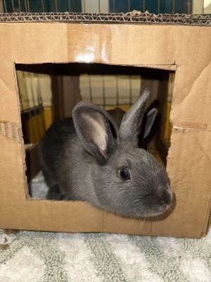 Rabbits for Adoption Near Whitewater, WI | Petfinder