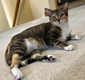 Latte, Young Female unknown