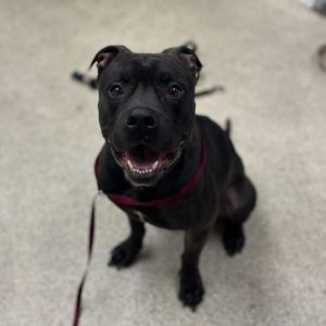 59076428, Adult Male unknown