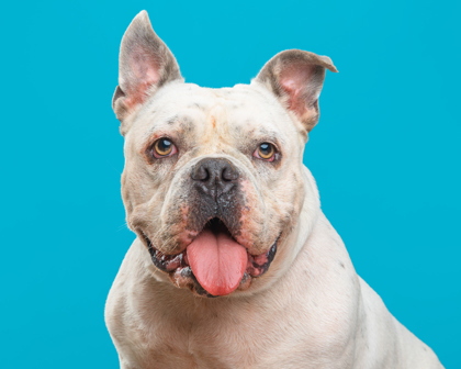 Otis