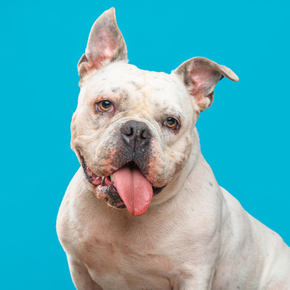 Otis