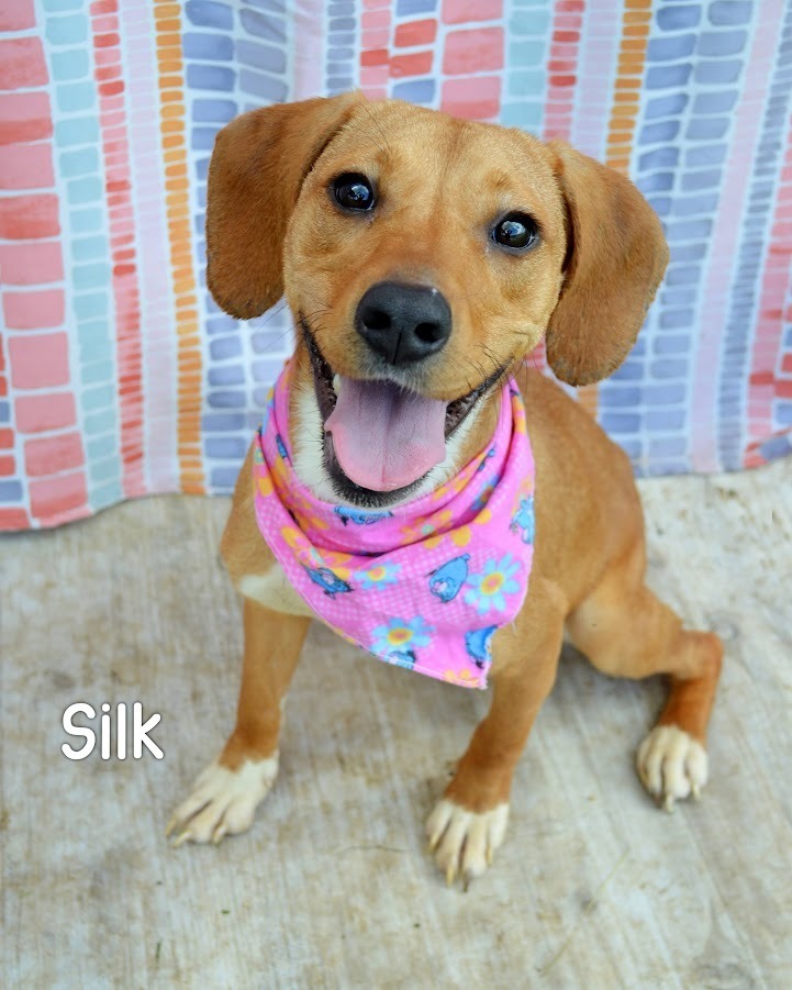 Silk