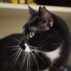 Mitts, Adult Male unknown