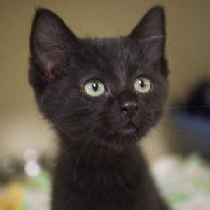 French Toast, Baby Female unknown