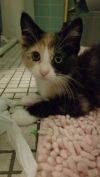 Suki photo 3