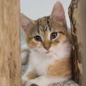 Latke, Baby Female unknown