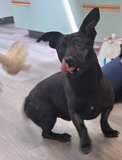Butters, an adoptable Mixed Breed in Pendleton, OR, 97801 | Photo Image 1