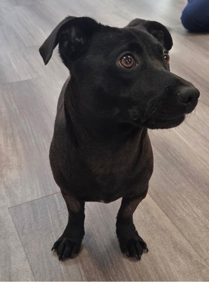 Butters, an adoptable Mixed Breed in Pendleton, OR, 97801 | Photo Image 2