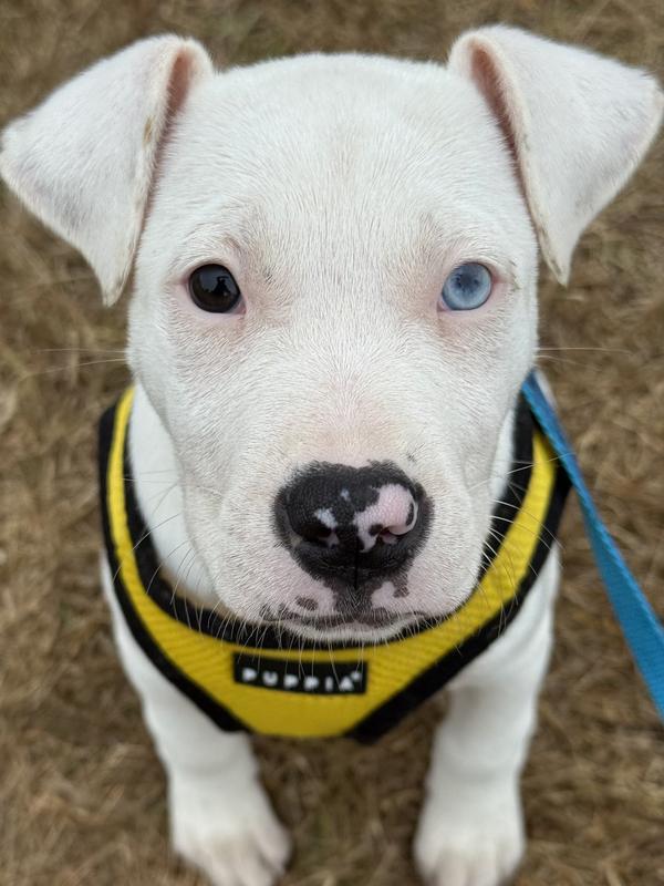 Poppy (Lily Pup 5)