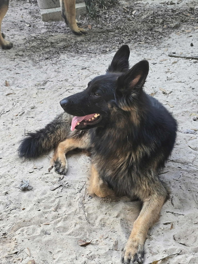 Zeus, an adoptable German Shepherd Dog in Halifax, NS, B3J 3A5 | Photo Image 3