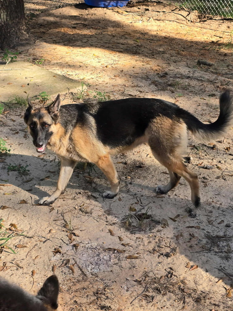 Bella, an adoptable German Shepherd Dog in Halifax, NS, B3J 3A5 | Photo Image 1