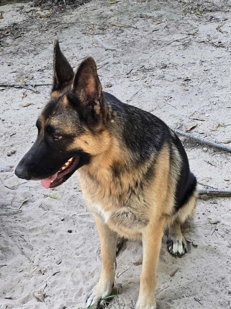 Bella, an adoptable German Shepherd Dog in Halifax, NS, B3J 3A5 | Photo Image 2