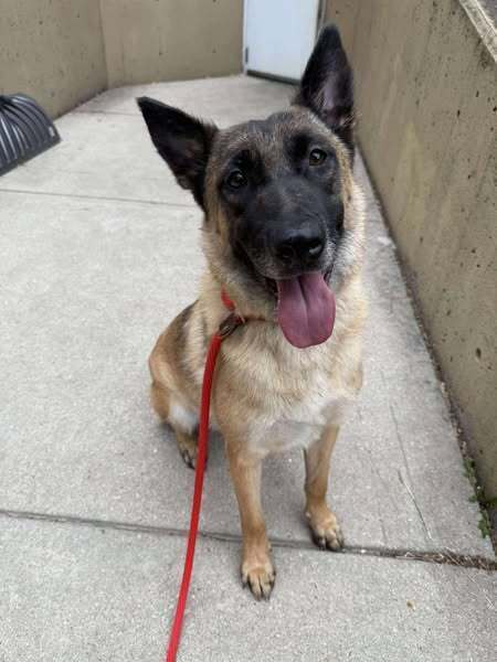 Birdie, an adoptable German Shepherd Dog, Belgian Shepherd / Malinois in Suamico, WI, 54173 | Photo Image 1