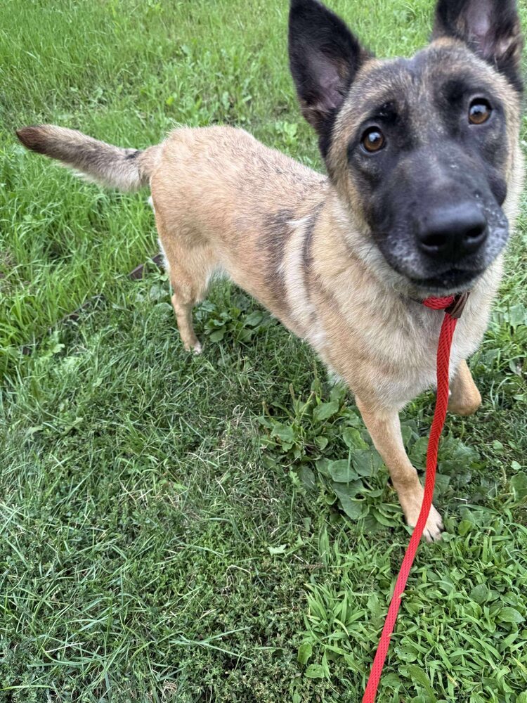 Birdie, an adoptable German Shepherd Dog, Belgian Shepherd / Malinois in Suamico, WI, 54173 | Photo Image 2