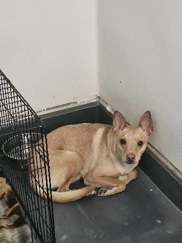 Sadie, an adoptable Mixed Breed in Page, AZ, 86040 | Photo Image 1