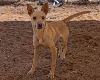 Sadie, an adoptable Mixed Breed in Page, AZ, 86040 | Photo Image 1