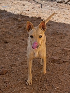 Sadie, an adoptable Mixed Breed in Page, AZ, 86040 | Photo Image 2