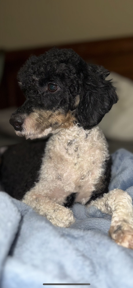 Niki